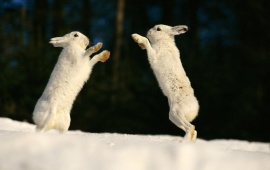 Rabbits playing