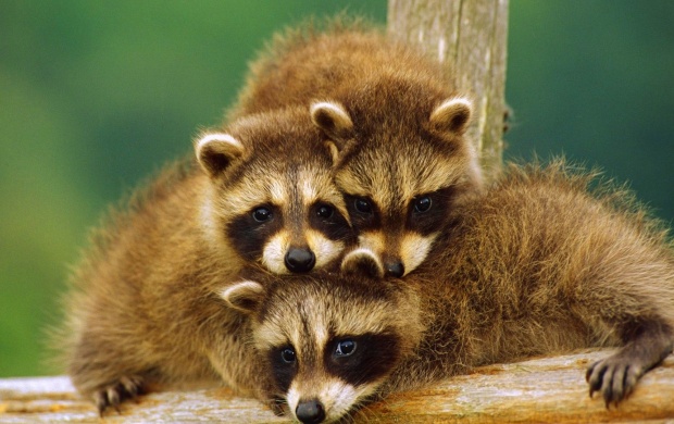 Raccoon Babies On Branch