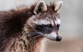 Raccoon Eyes And Ears