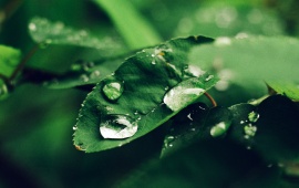 Rain Drops on Green Leaf