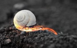 Rapid Fire Snail