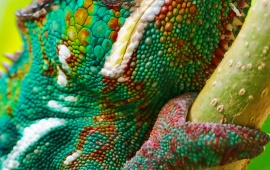 Real Colorful Chameleon