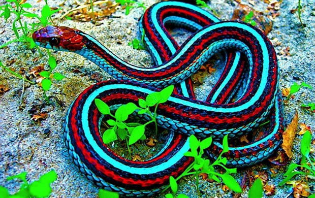 Red And Blue Snake