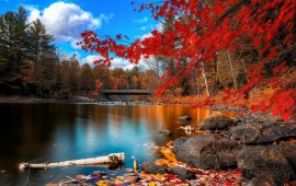 Red Autumn Leaves Water