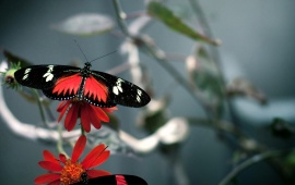 Red Beautiful Butterfly
