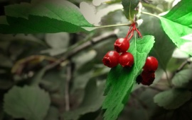Red Berries And Green Leaves