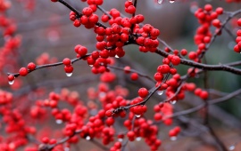 Red Berry Branch And Rain Drops