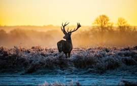 Red Deer In The Morning Sun
