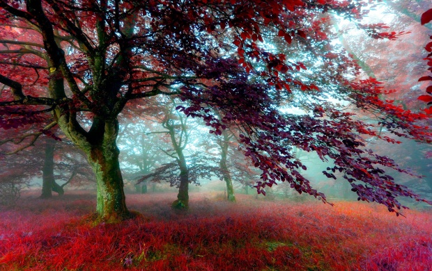 Red Effect Autumn Forest (click to view)