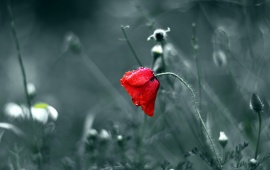 Red Flower On Dew