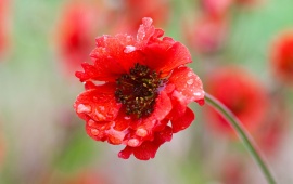 Red Flower Petals Blurring Drops