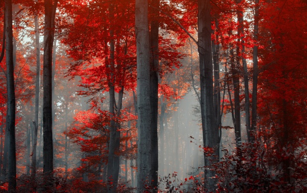 Red Forest Landscape