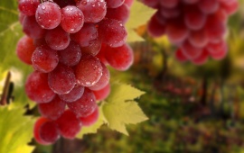 Red Grapes Bunch
