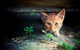 Red Kitten Hide And Seek