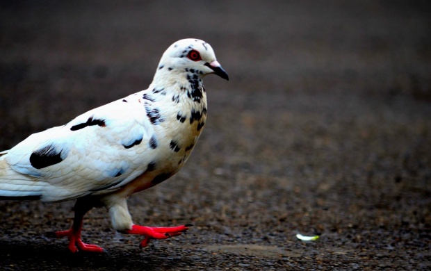 Red Legged Pigeon