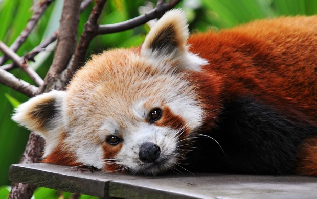 Red Panda (click to view)