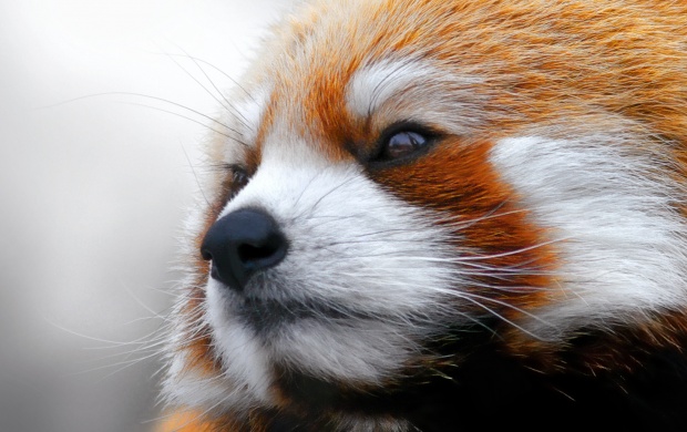 Red Panda Face (click to view)