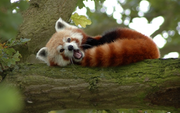 Red Panda On A Tree (click to view)