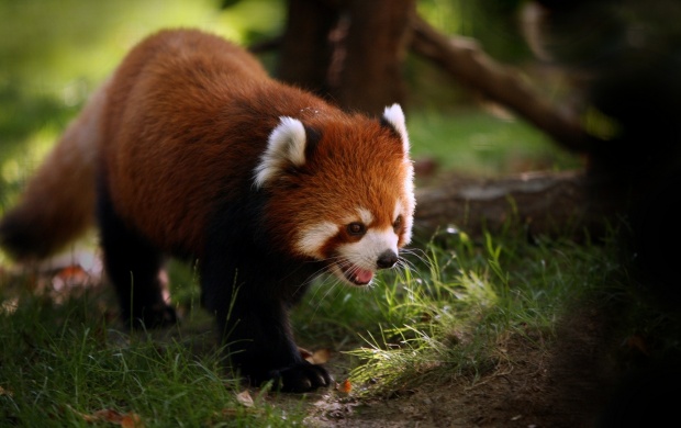 Red Panda Walking (click to view)