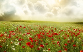 Red Poppies Field And Clouds