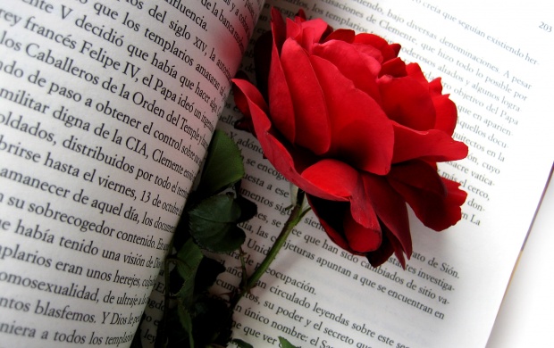 Red Rose Flowers In Book