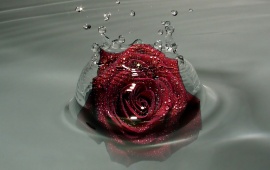 Red Rose in the Water