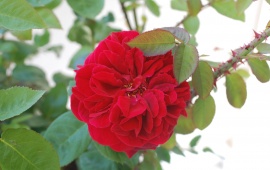Red Rose One