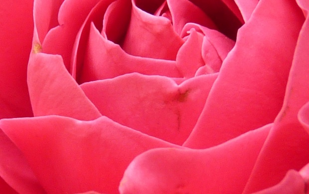 Red Rose Petals (click to view)