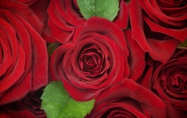 Red Roses Flowers Background