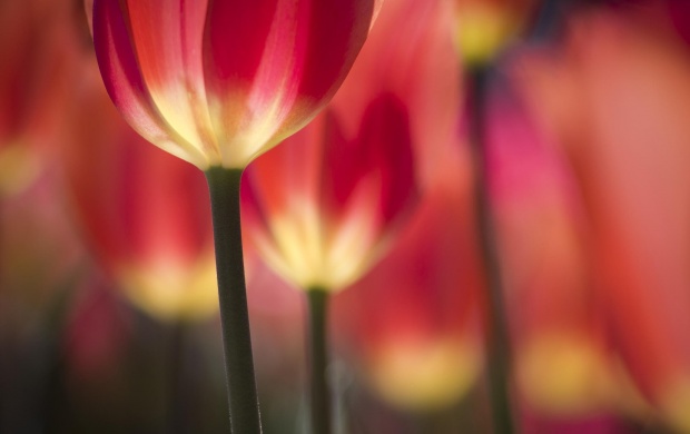 Red Tulips (click to view)