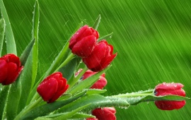 Red Tulips in the Rain