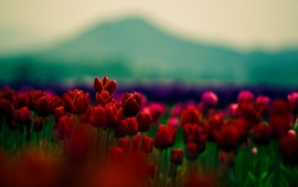 Red Tulips Nature