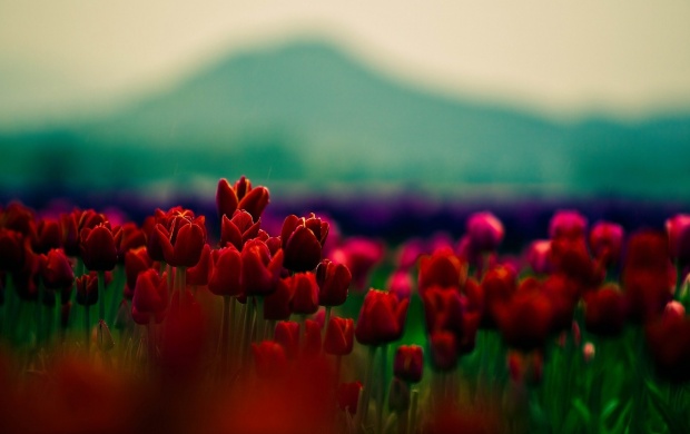 Red Tulips Nature (click to view)