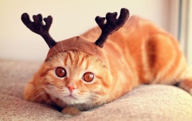 Reindeer Cat