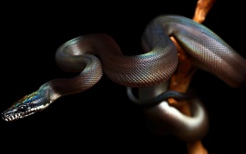 Reptile Snake