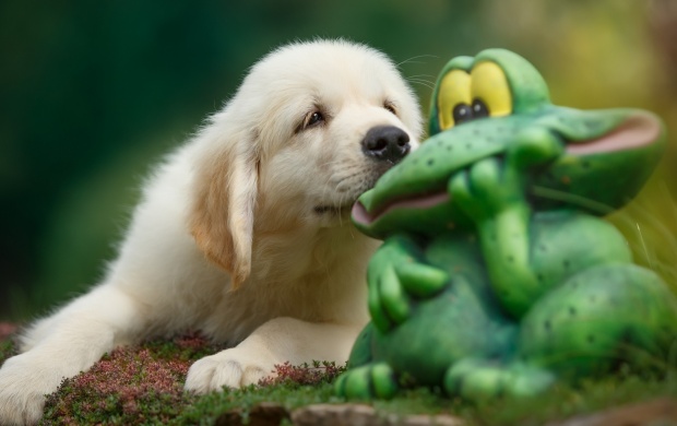 Retriever Puppy (click to view)