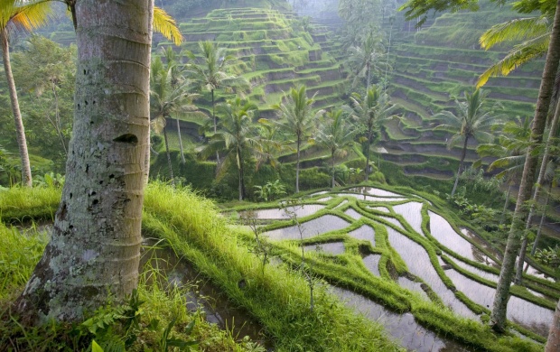 Rice Terraces (click to view)