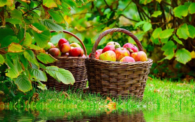 Ripe Apples In Basket