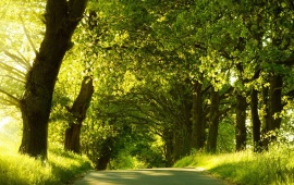 Road Covered with Green Trees