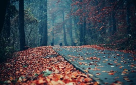 Road Deck Autumn Leaves