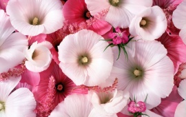 Romantic Pink Flower