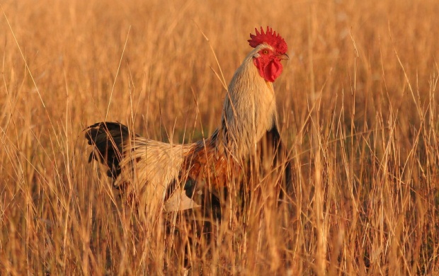 Rooster In Yellow Field
