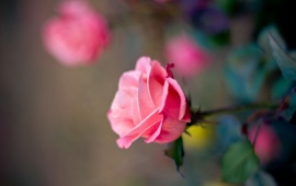 Rose Pink Petals Flower