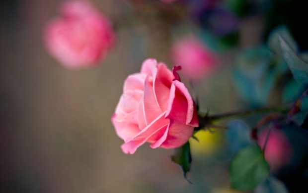 Rose Pink Petals Flower (click to view)