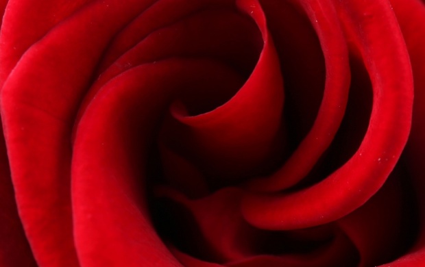 Rose Red Petals (click to view)