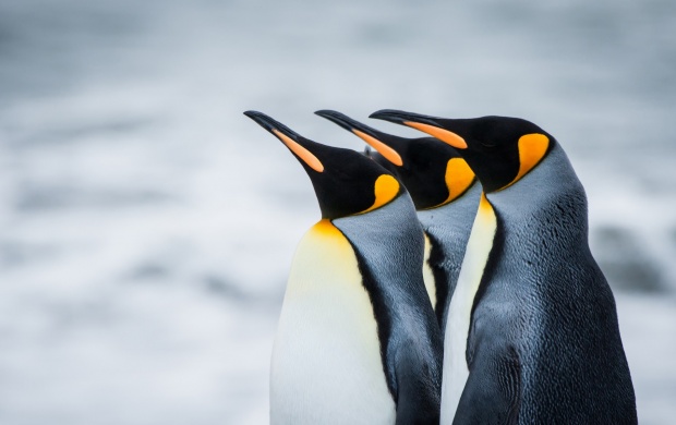 Royal Antarctica Penguins