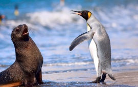 Royal Penguin Antarctic Fur Seal