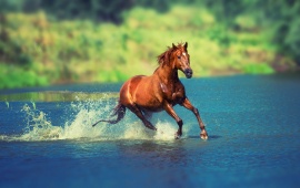Running Horse In Water