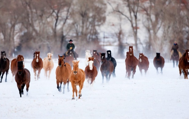 Running Horses At Snow (click to view)