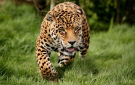 Running Panther